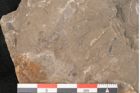 Foto (Detailansicht) von Cyclocarpus sp.  (NHMW-GEO-2024-0188-11154)